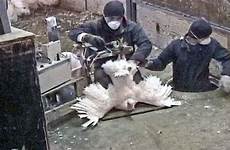 turkey bestiality insemination animal interspecies eating turkeys artificial animals people female sexual sex meat human assault male creatures being misconduct