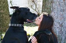 dane great love dogs dog woman danes realities accept owners must me etsy saved huge visit photography will