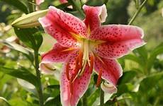 lily lilies oriental care flowers plants poisonous plant garden rubrum grow pets cats ornamental flower kota growing exactly fragrant need