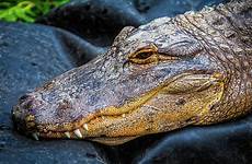 portrait crocodile garry gay photograph 5th uploaded august which
