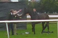 racehorse wigmore racing shocking racehorses dailyrecord