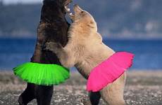 dancing bears 1funny
