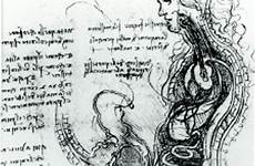 vinci da leonardo male copulation female bmj resonance sexual coitus arousal anatomy genitals man look sex imaging magnetic during drawings