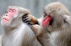 macaque monkeys same delousing macaques