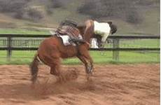 riding nerf horses horseback sven pv