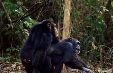 sex humans chimps experimented than barrier method newscientist