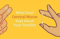 mucus cervical fertile discharge fertility pregnant cervix mamanatural pregnancy