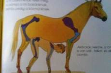 horse anatomy picture next ebaumsworld