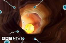 sperm make count could drop bbc extinct humans science library production