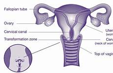 cervical cervix pap accurate vagina uterus