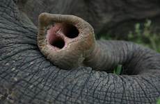 trunk elephant elephants