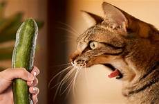 funny cats freaking unsuspecting over compilation cucumbers