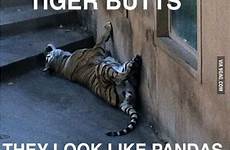 tiger observations look butt funny unsee need again hilarious panda life tigers memes these meme true second so upside down