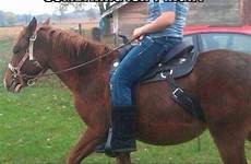 humor saddle equestrian girth