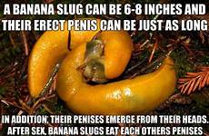 disturbing random knowing regret ebaumsworld slug knew slugs trivia