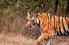 india tigers safaris departure information review