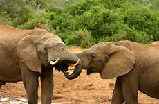 elephant elephants mating ritual animals facts top baby female reproduction mate do file big other wikipedia each ears animal two