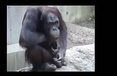 chimp xnxx handjob