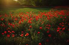 poppy opium amapolas campos gorbenko evgeniy papavero