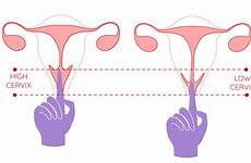 cervix position cervical ovulation fertility checking opening calculators