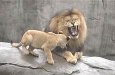 lion cubs angry dad gif playing absolutely anger according zodiac express ways unique people his king really version first time