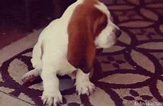 hound basset dog gif puppy cute gifs dogs giphy ears hounds things bassett understand owners only baby puppies everything has