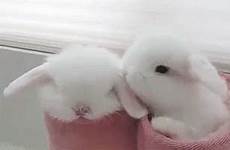 bunnies rabbits pets carnival