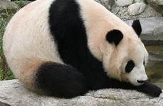 panda gigante pandas melanoleuca ailuropoda habitats endangered hui schönbrunn tiergarten oso pandes mamiferos zoos viena ciencia