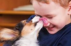 face puppy dogs human dog friendly licking licked boy syndrome rare explain why so may cbc licks nose