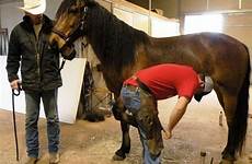 horse his journey meets torn wild him friends family just hooves trimmed sanctuary oversees proud jim spirit getting left