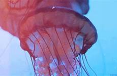 jellyfish slang jelly giphy existed basically obviously jellyfishing sentence