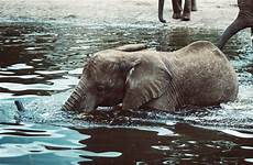 elephants zoos olifanten watering cons trunk beside bathing negative olifant kenia fauna altphotos dank reichlichen regens mindestens regen overvloed olifantjes