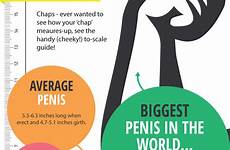 size penis measure does guide average scale when member