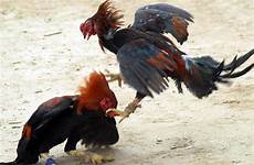 fight cocks cock fighting pair battle during do animal gallos time punjab golden