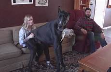 dane knotted danes tallest nevada guinness pets