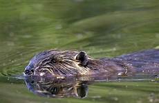 beaver reflecting