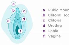 infographics illustration vulva part