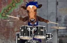 cowgirl drummer gif cowgirls action wtf zbigniew adviser brzezinski obama