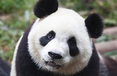panda mignon fr animaux enregistrée depuis google