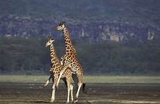 giraffe mating reticulated paarung imago