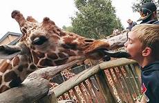 zoo funny kids animaux vs baby