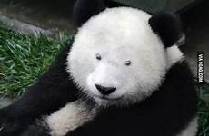 pandas 9gag endangered naakte traa