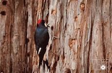 woodpecker kqed acorn redwood drills cassidy