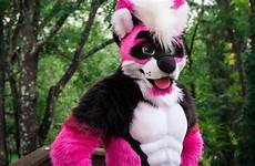 furries r34 cnn furry pink costume culture wolf tease