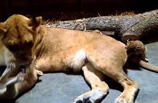 month lion old zoo imani cincinnati cubs