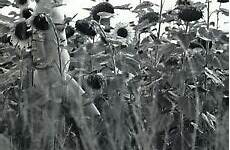 hippie sunflowers 11x14 haan karl