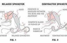 prostate massager health techniques sphincter relaxed aneros
