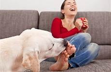 feet lick her licking dog toes why does girls licks women womans make sex hole biting labrador retriever did know