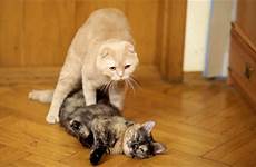 cat cats mating mates girlfriend