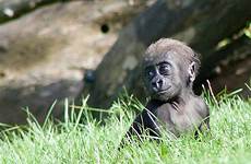 pittsburgh gorilla gorillas fullwidth ppg